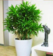 南匯綠植托管多少錢 綠植管理服務(wù)熱線