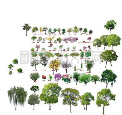 園林綠化設(shè)計景觀樹木圖片