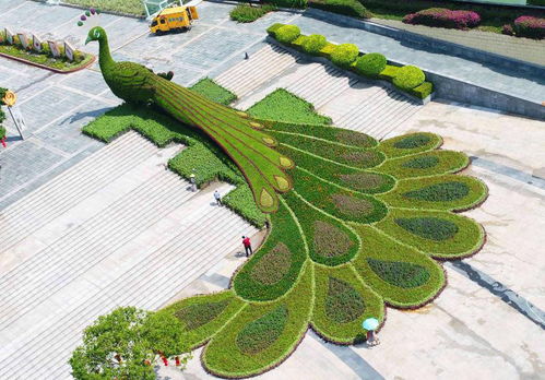 冕寧城市植物雕塑 綠雕行情