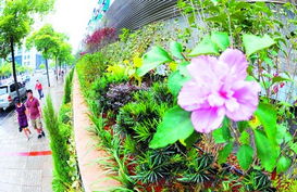 解放路旁現(xiàn) 空中花園