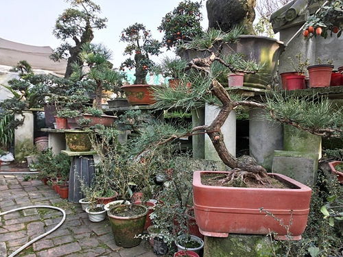 成都市光和園林藝術(shù)有限責(zé)任公司專業(yè)從事園林綠化的設(shè)計(jì)施工