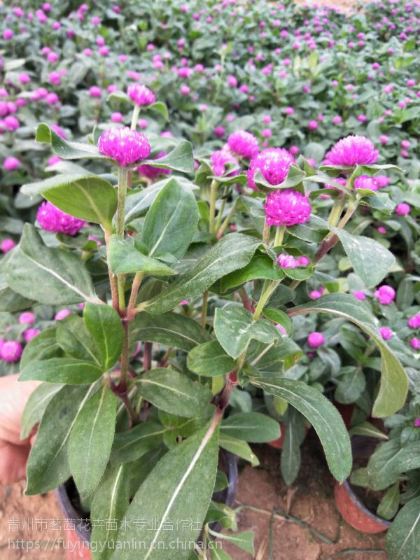 十月份開的花有哪些?節(jié)日花卉常見品種有哪些?花壇花鏡花帶常用花基地供應(yīng)