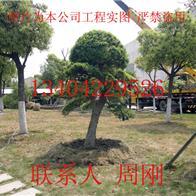 【蘇州園林綠化景觀設(shè)計(jì)工程】 主營:造型樹/綠化工程苗木