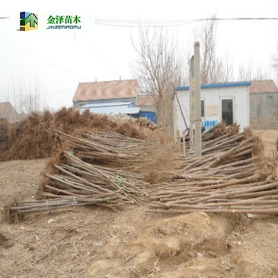 陽泉榆樹日照榆樹衡陽榆樹_河北保定博野金澤綠化苗木基地_商國互聯(lián)網(wǎng)
