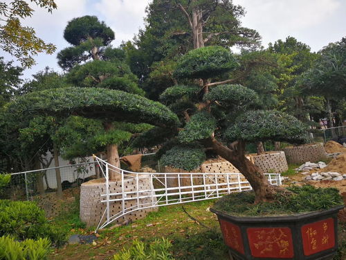 園林景觀石施工,專業(yè)承接設(shè)計園林景觀石頭