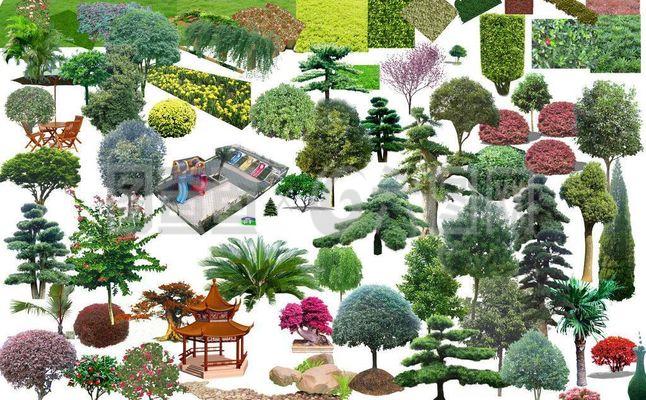 園林綠化設(shè)計景觀樹木圖片