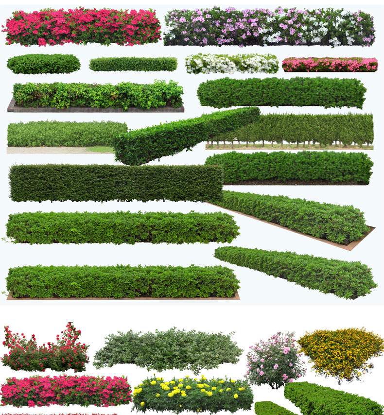 綠籬綠化帶園林景觀隔離帶魔紋花壇花池花缽灌木ps.