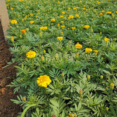 【青州花卉孔雀草苗批發(fā)報(bào)價(jià) 孔雀草苗苗圃出售】