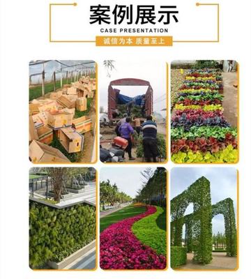 桃花心木 景區(qū)公園道路觀賞性花卉 市政園林綠化工程造景苗木