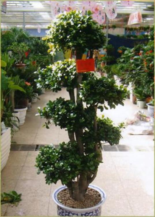 【羅湖區(qū)綠植盆景租賃報(bào)價(jià)】- 