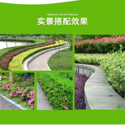 基地批發(fā)木荷杯苗 公園景區(qū)觀葉種植 庭院園林綠化造景工程苗木