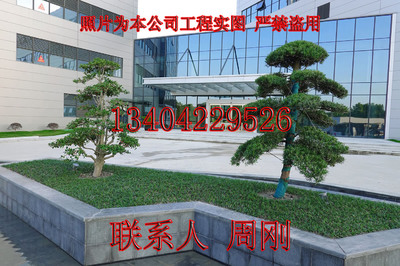蘇州廠區(qū)綠化 工廠小區(qū)綠化設(shè)計 園林綠化工程 庭院造型景觀樹基地