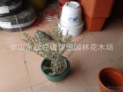 供應(yīng)小蚌蘭中山理想園林綠化工廠區(qū)設(shè)計(jì)施工種植養(yǎng)護(hù)工程