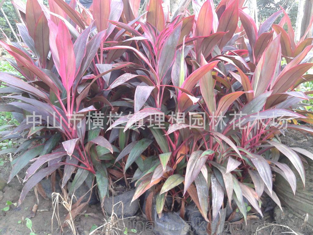 供應(yīng)小蚌蘭中山理想園林綠化工廠區(qū)設(shè)計(jì)施工種植養(yǎng)護(hù)工程
