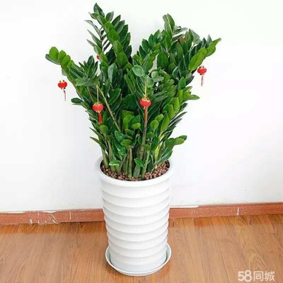南昌花卉園藝中心