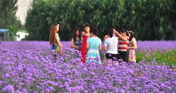 花香四溢,這才是酒泉最美花海