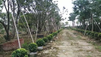 不斷追求完美,上海大景的實(shí)力派風(fēng)采