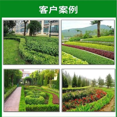 原產(chǎn)基地直供 金葉垂榆 垂枝榆樹苗 抗寒性強(qiáng) 園林造景綠化樹