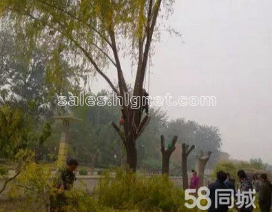 北京剛子專業(yè)修剪樹木 砍伐危樹 移植樹木 園林設(shè)計