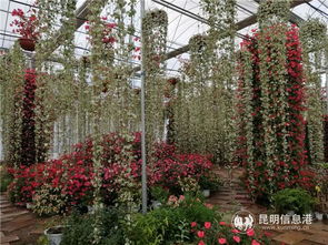 春節(jié)免費(fèi)逛林下花海 花仙子花園40萬(wàn)株郁金香盛放
