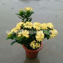 綠籬 龍船花