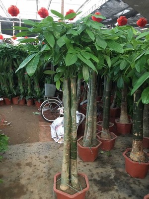 北京出租綠植每周養(yǎng)護(hù)的公司
