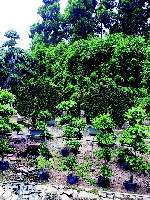 貴陽(yáng)金箐園林綠化工程|貴陽(yáng)園林綠化設(shè)計(jì)|金陽(yáng)綠化工程|貴陽(yáng)園林機(jī)械|貴陽(yáng)鮮花園林工廠 貴陽(yáng)金箐園林綠化工程 - 網(wǎng)鄰?fù)? />
</span>
<span id=