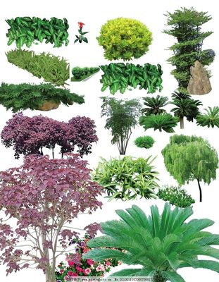 常用園林植物圖片