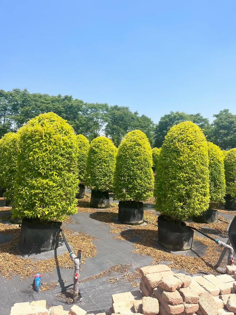 金冠塔型#園林綠化工程 #花境設(shè)計 #庭院設(shè)計 #花境 #建