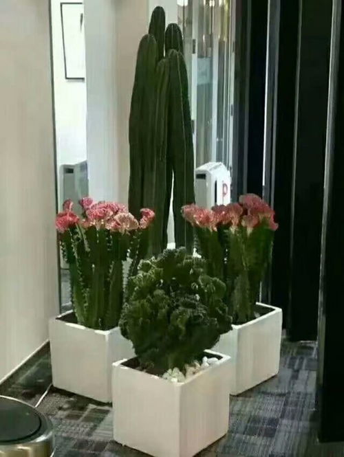 圖 北京綠植租擺 園林綠化工程 鮮花配送 花壇設(shè)計 北京租賃