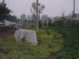 麗景園林景觀設(shè)計,中國園林綠化設(shè)計,山東園林綠化設(shè)計規(guī)格型號及價格 園林施工 園林設(shè)計 苗木