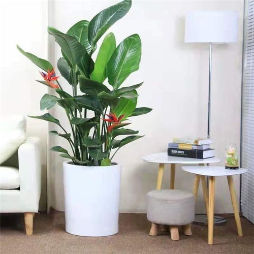 鮮花綠植租賃 春彩園藝 在線咨詢 拱墅區(qū)綠植租賃