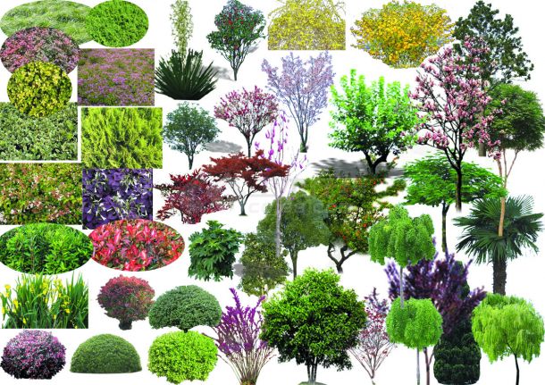 園林設計植物素材_園林_土木在線
