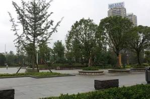 園林綠化工程-栽植工程之喬木種植工程資料編制方法技巧