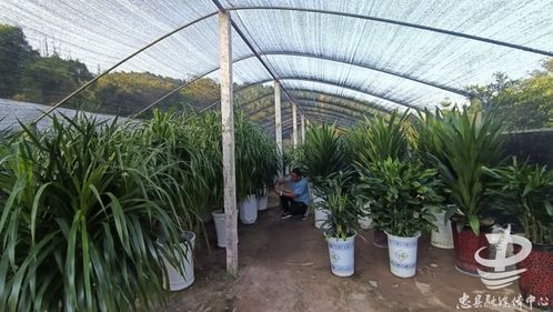 為美麗忠縣建設(shè)賦能 這家本土企業(yè)園林綠化產(chǎn)品暢銷市場
