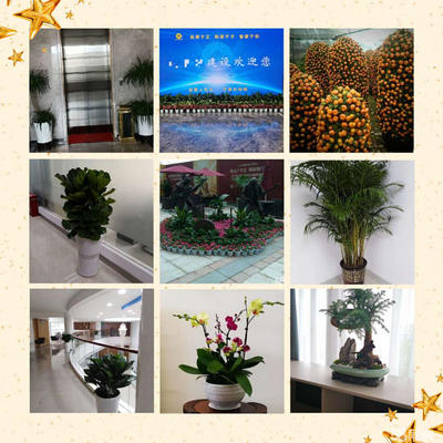 綠植花卉租售|綠植租擺|工廠庭院綠化|園林園藝|養(yǎng)護設(shè)計|綠蘿出售