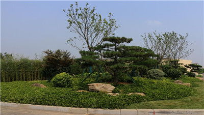 實(shí)施精品戰(zhàn)略,打造美麗新區(qū)