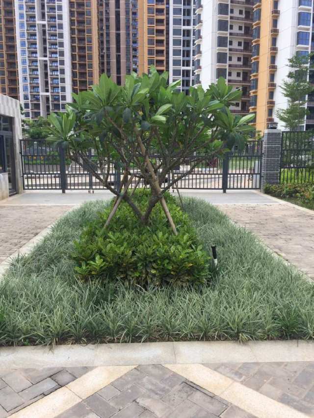 大業(yè)園林綠化工程案例 深圳羊臺(tái)苑小區(qū)綠化工程 二期